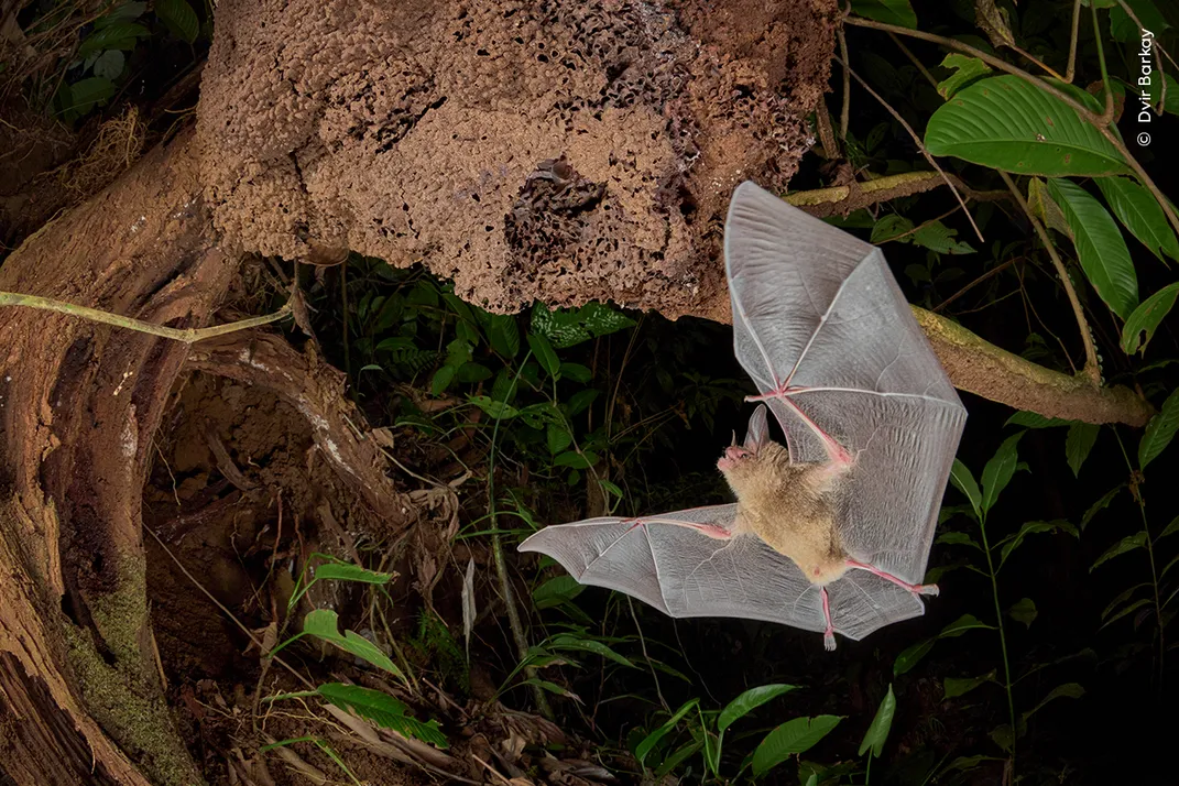 A white, semi-transparent bat flies to a home in a termite nest, where two more bats can be vaguely seen looking out through a hole