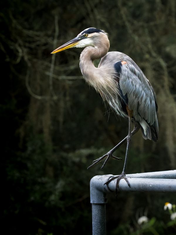 Great Blue Heron Perched on a Handrail thumbnail