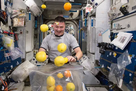 Kjell Lindgren corrals fruit into a bag onboard the station. At least oranges should be easy to find.