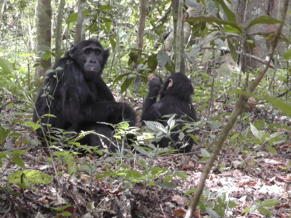 An image of two rainforest chimpanzees sitting among the foliage
