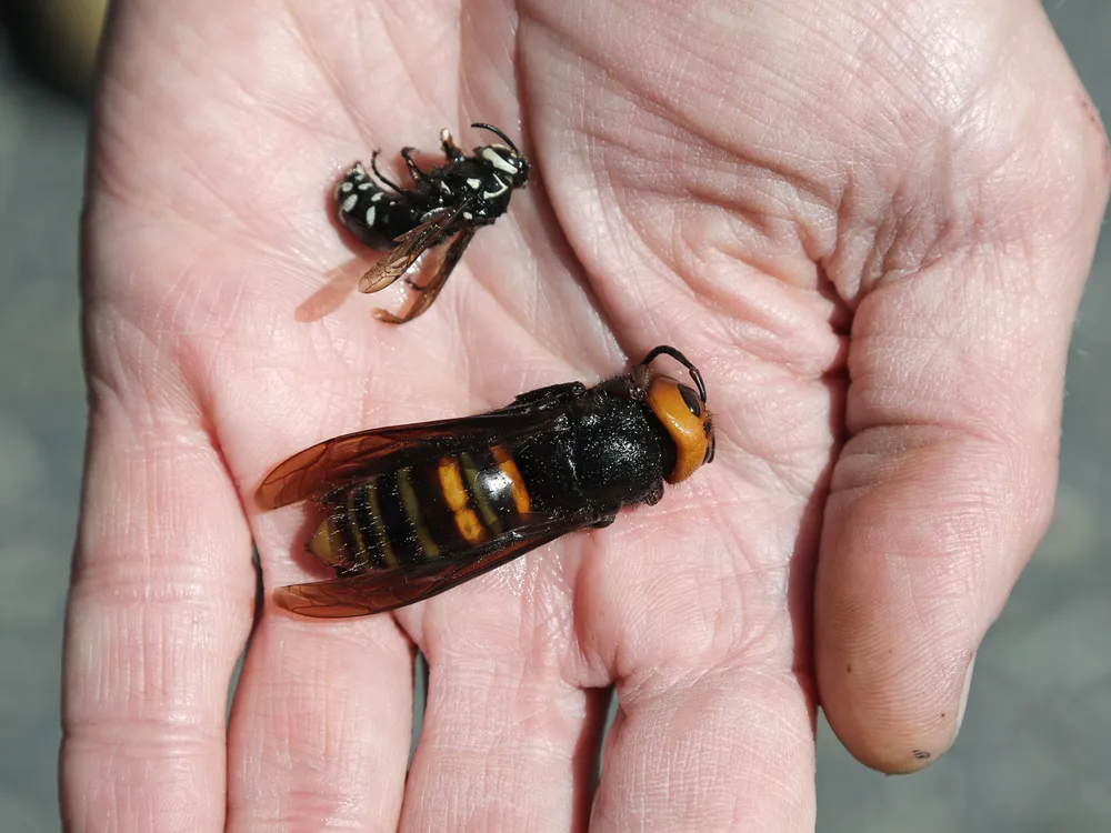 Giant Hornet and native bald-faced hornet