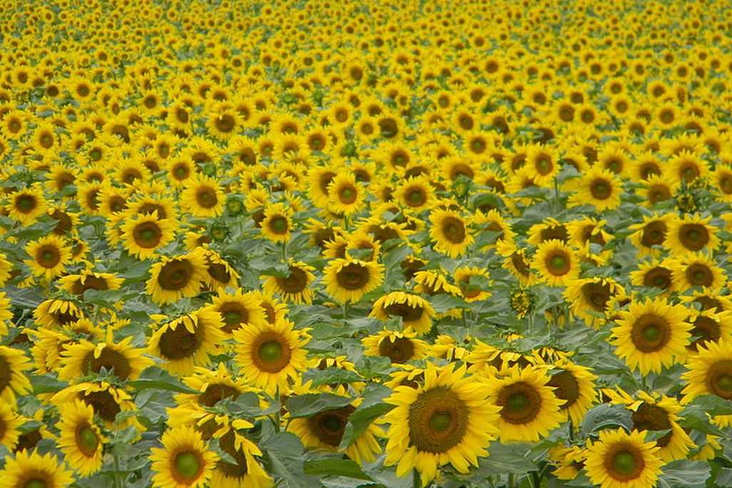 Sunflowers