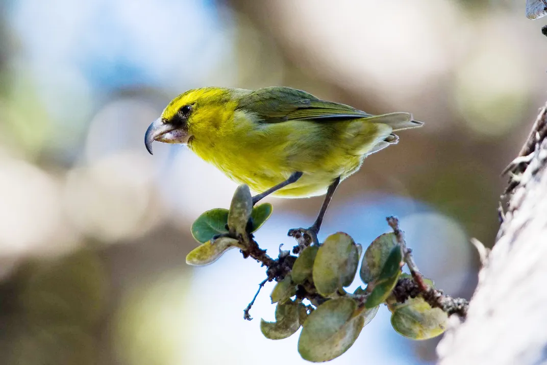Yellow bird perched on branch