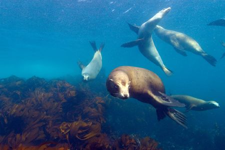 Virtually swim with a sea lion in the Channel Islands National Marine Sanctuary in one of four new 360 degree virtual dives.
