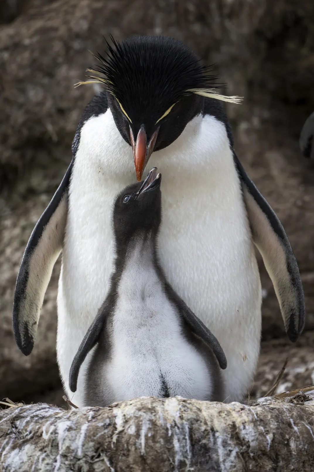 A chick requests food from its parent. Only females forage while chicks are young. Males guard the nest, losing up to a quarter of their body weight.
