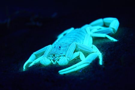 Under a blacklight, scorpions put on quite a show.