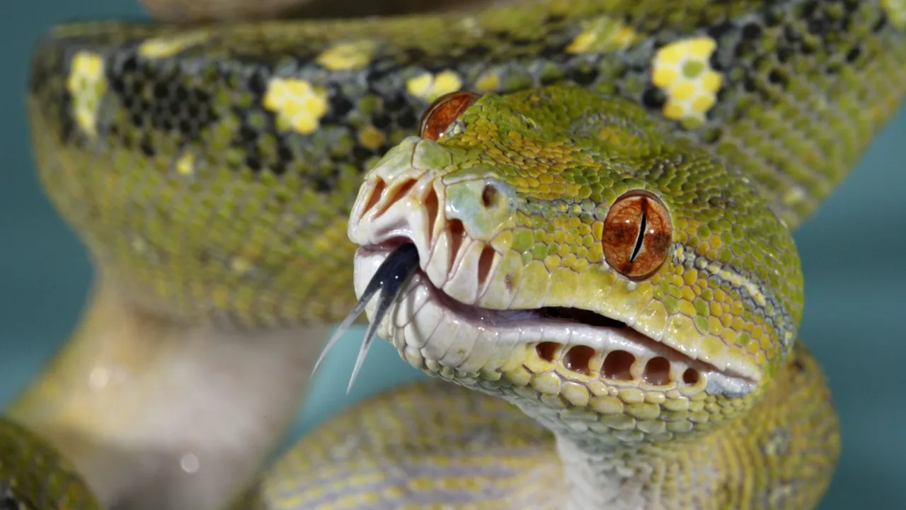 Emerald Tree Python Mouth