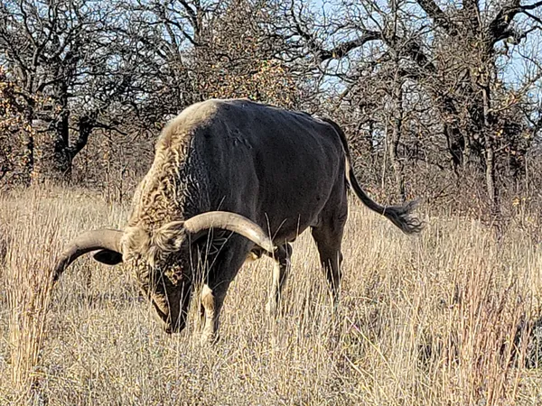 Just a Longhorn enjoying his meal. thumbnail