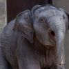Linh Mai Inspires a New Era for the Zoo’s Elephant Cam icon