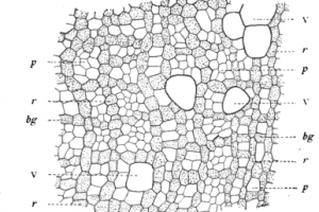 20110520083142fossil-wood-microstructure-300x232.jpg