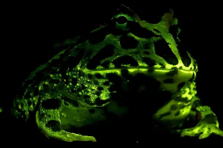 This Cranwell's frog fluoresces green in blue light