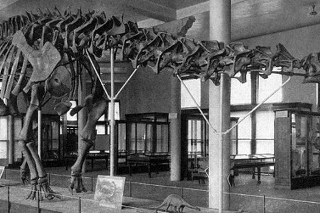 The original AMNH mount of Brontosaurus, reconstructed in 1905
