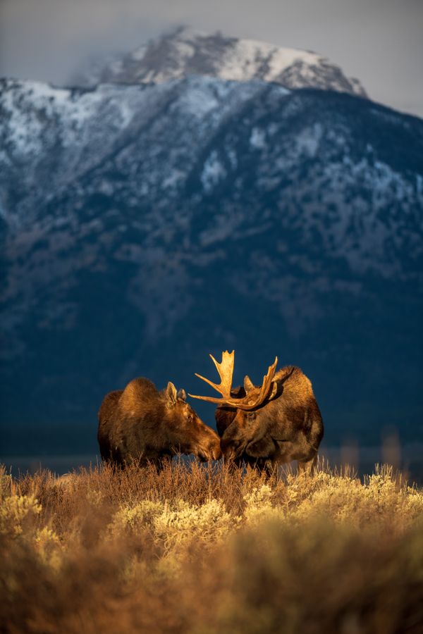 Love in the Tetons thumbnail