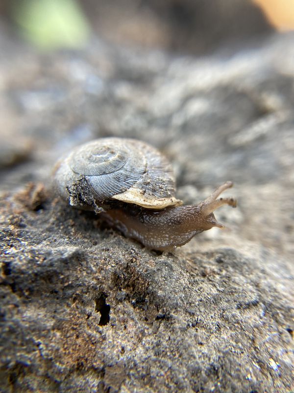 Just slugging along at a snail's pace! thumbnail