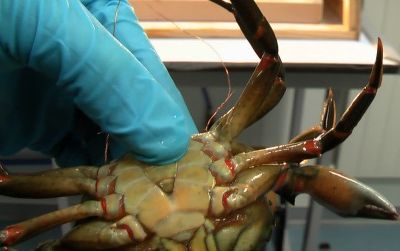As part of a new study, shore crabs that were given a mild electrical shock responded in a way indicating they felt pain.