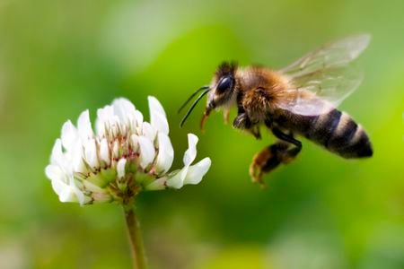 Researchers at George Mason University are designing an experiment to test whether honey collected from bees foraging near human corpses will contain evidence of those remains.&nbsp;

&nbsp;