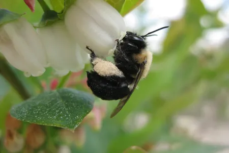 Bumble bee