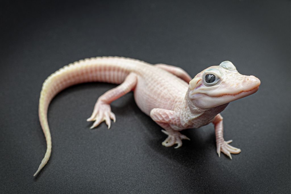 Small white alligator against a black backdrop