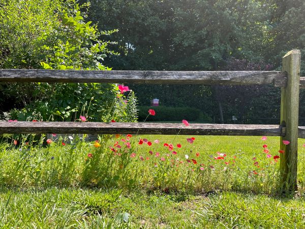 Pink flowers sway near a wooden fence. thumbnail