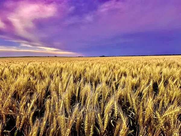 Above The Fruited Plains thumbnail