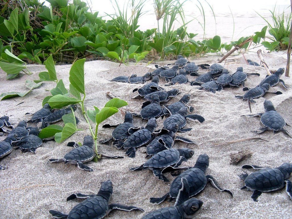 Young sea turtles hatchlings climb over a sandy bank as they make their way to the sea