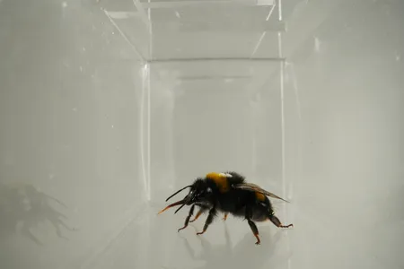 A bumblebee sticking out its tongue, potentially a sign that it liked a flavor