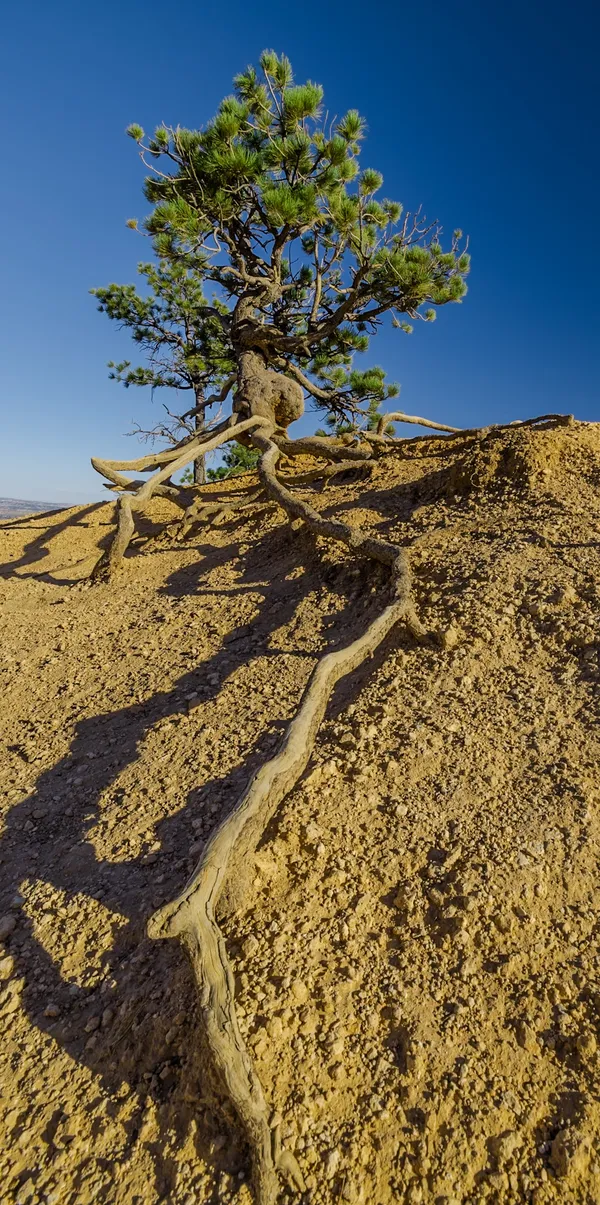 Walking Tree thumbnail