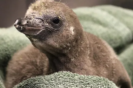 This is the first chick fostered by same-sex penguin parents at the Rosamond Gifford Zoo in Syracuse, New York.