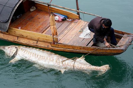 A dead Chinese sturgeon found in the Yangtze in 2007