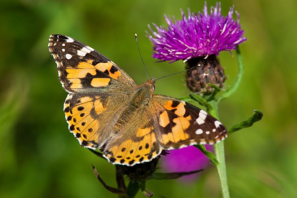 Butterfly
