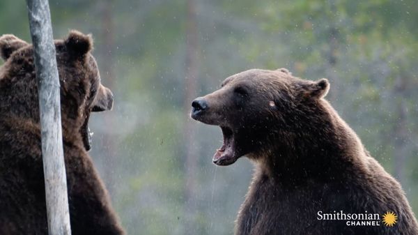 Preview thumbnail for Stunning Footage of Two Bears Duking It Out for Dominance