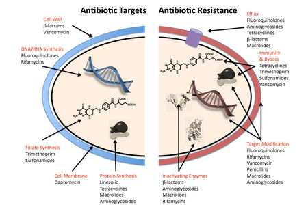 A number of mechanisms used by common antibiotics to deal with bacteria and ways by which bacteria become resistant to them.