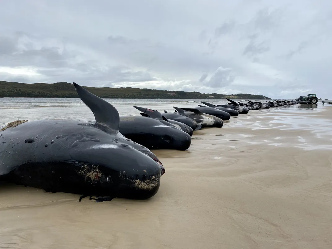 Dead whales line a beach