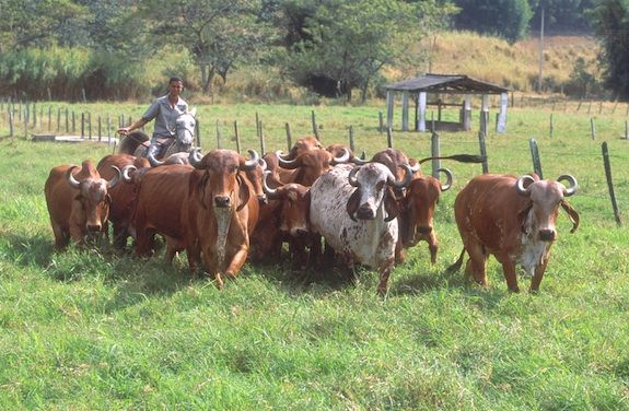 Will these cows look good with my outfit?