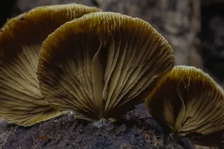 Time-lapse of fruiting mushrooms