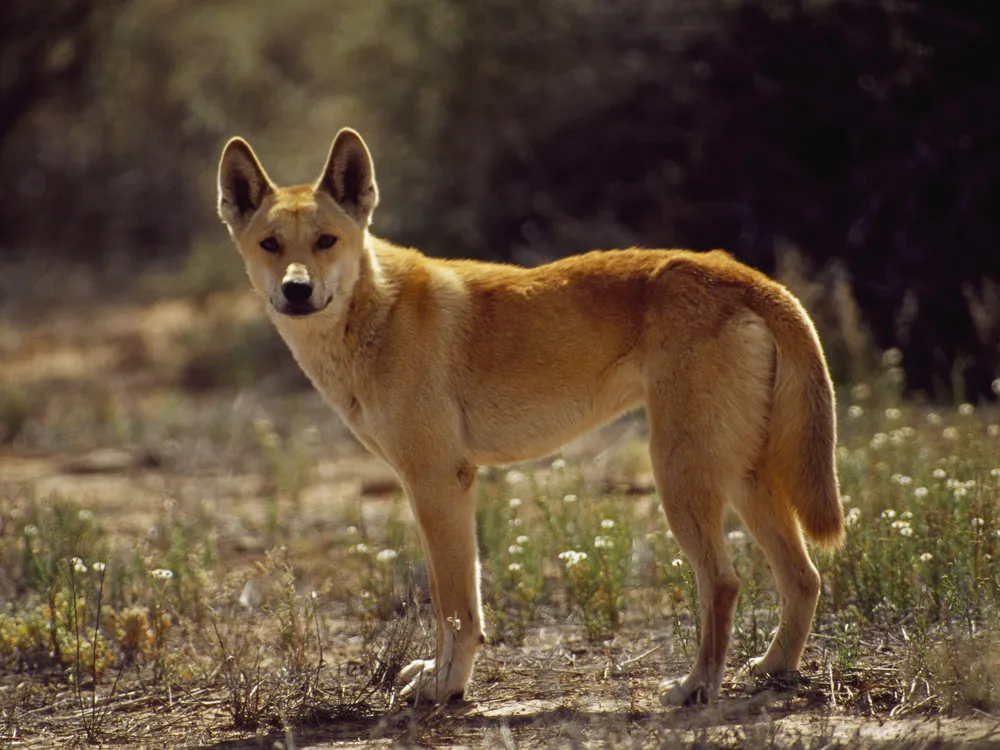 A tan dog-like animal standing in an open field outdoors