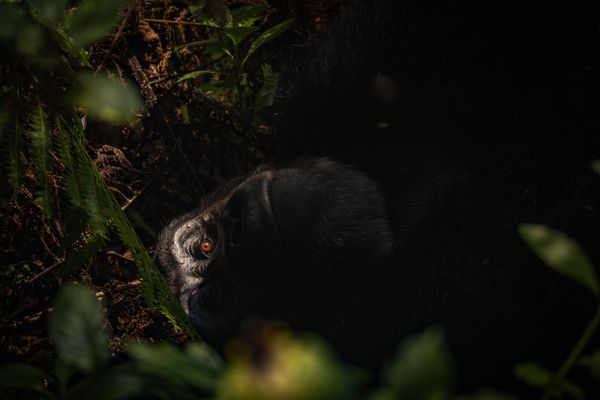 When the Forest Dreams thumbnail