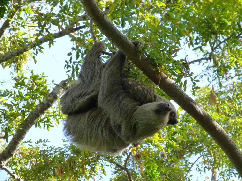 Two-toed sloths (Choloepus hoffmanni) live in the canopy layer of the Panamanian rainforest. Find out why in a family program streaming July 17. (Smithsonian Tropical Research Institute, Punta Culebra Nature Center)