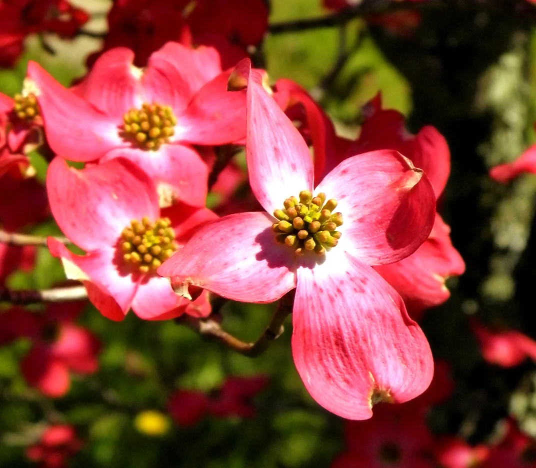 North Carolina Dogwood which just happens to be in our front yardWest