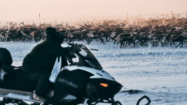 A herder culling reindeer on Nunivak Island thumbnail
