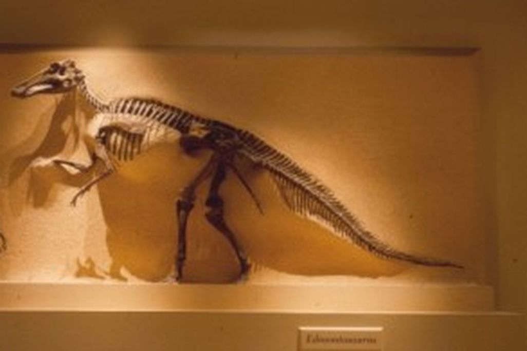 20110520083136edmontosaurus-national-museum-natural-history-300x195.jpg