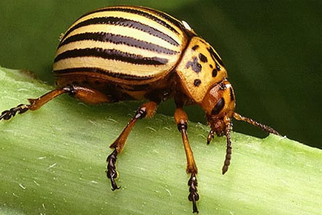 Colorado potato beetle