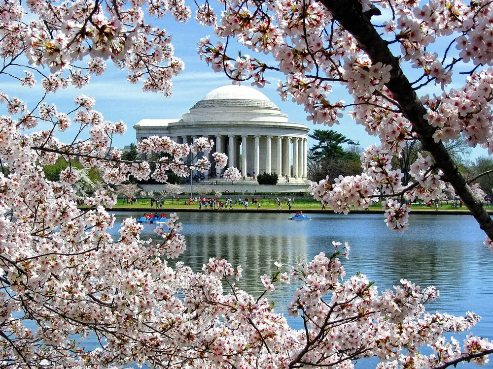 A view of the Jefferson Memorial across the Tidal Basin, seen through pink cherry blossom tree branches
