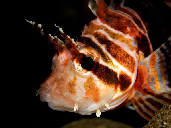Hawaiian Red Lionfish thumbnail