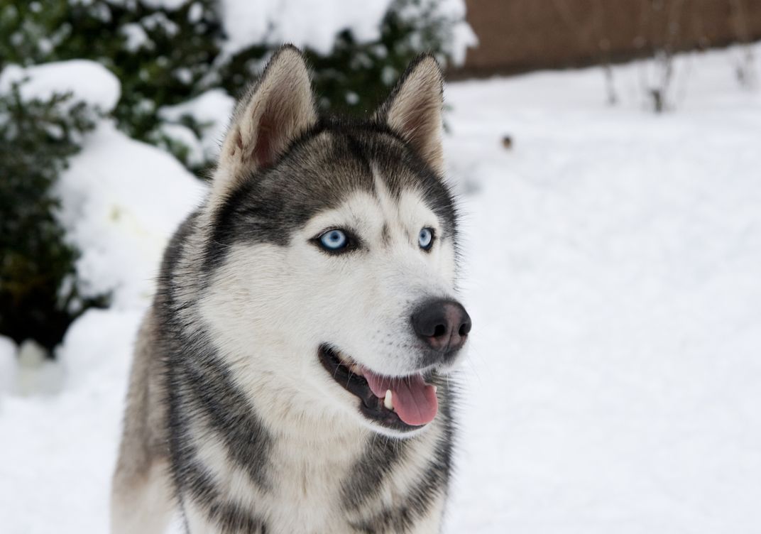 Husky sled dog