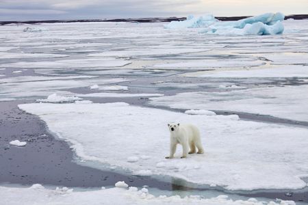 We’ve never cared less about a charismatic animal standing forlornly on a rapidly deteriorating landscape.
