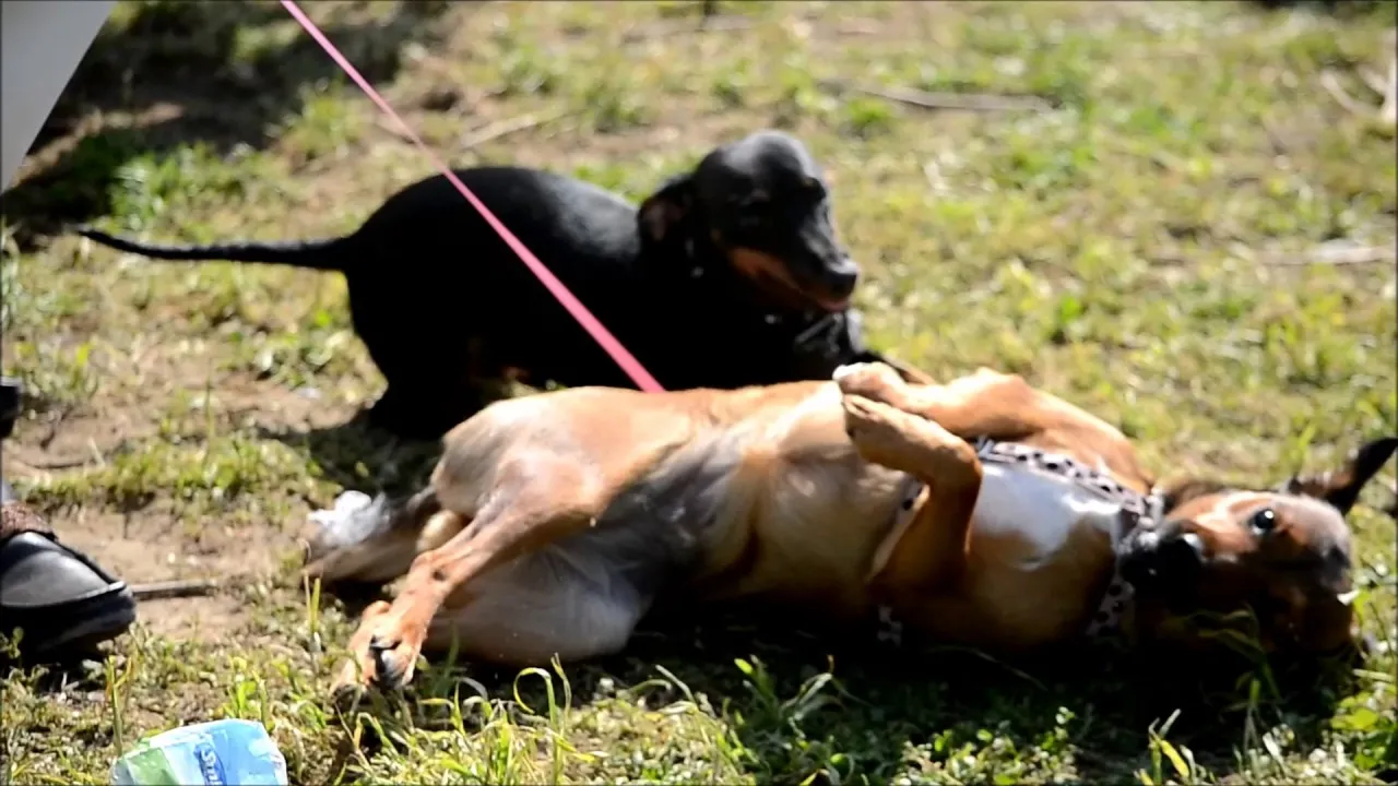 Preview thumbnail for Dogs Engage in Rapid Mimicry