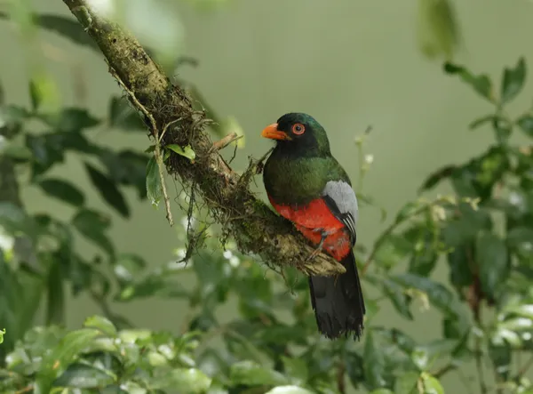 Slaty-tailed Trogon on a Mossy Branch thumbnail