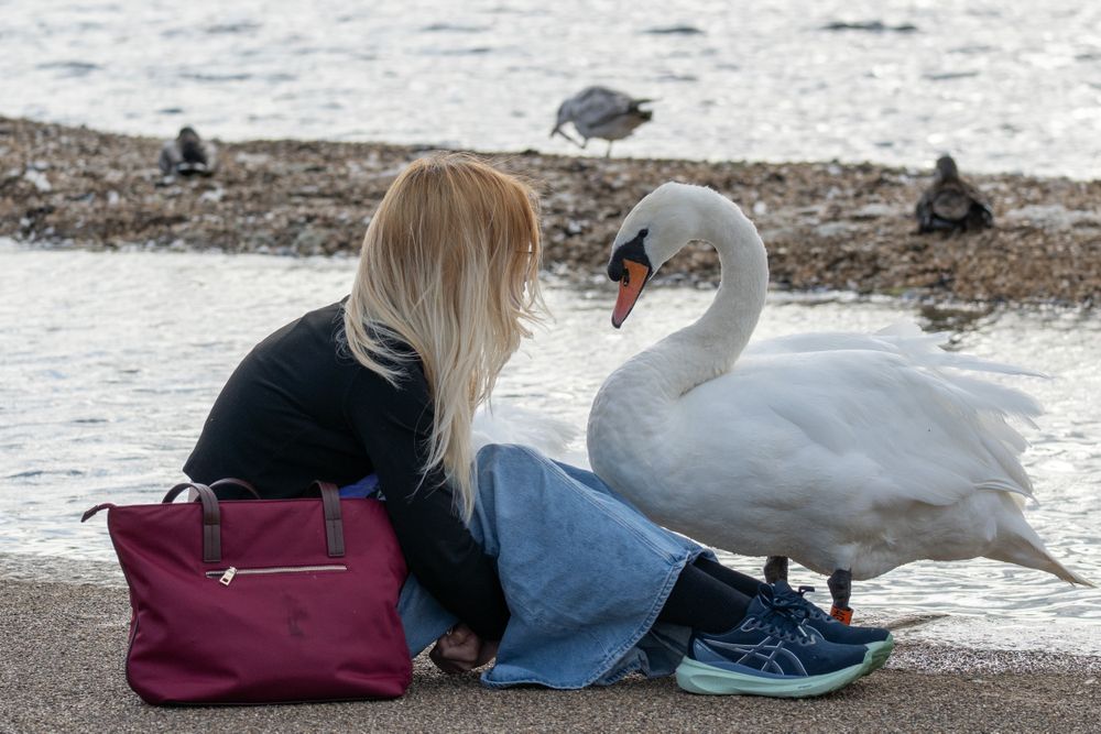 A swan and a woman are seen interacting at a park apparently good friends.