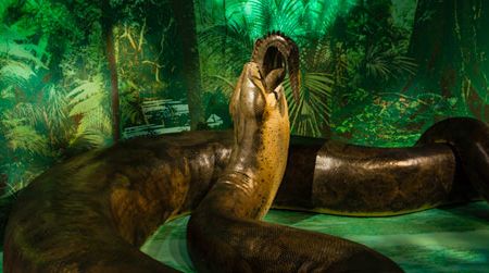 The model of Titanoboa will be on view at the Natural History museum starting tomorrow.